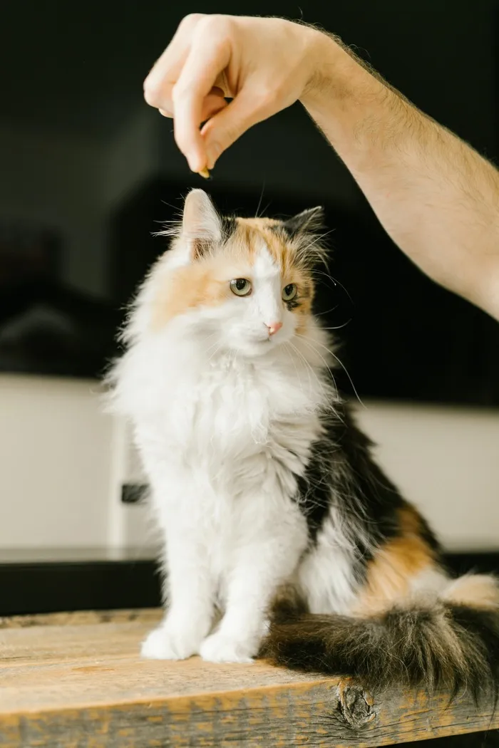 可爱猫咪猫猫摄影素材