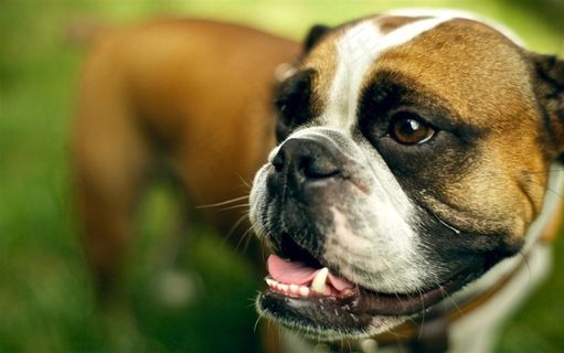 可爱的英国斗牛犬狗狗素材图片 可爱的英国斗牛犬狗狗素材图片
