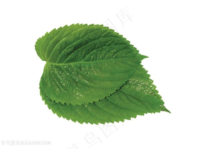 香气绿色薄荷芝麻叶