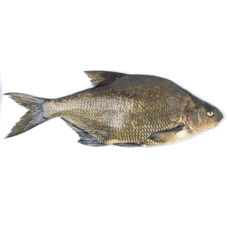 鱼类(36)海鲜超市商品红酒白底图免抠实物摄影png格式图片透明底