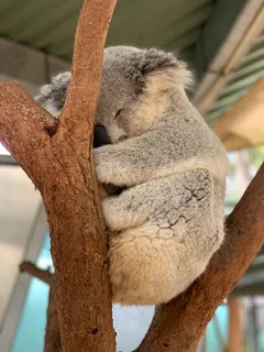 睡觉的树袋熊图片 睡觉的树袋熊图片