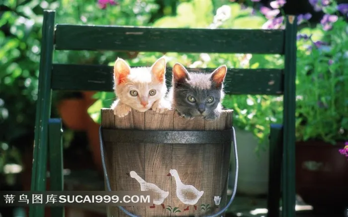 花园里的猫-木桶里的两只小猫