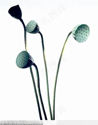 光秃秃的莲盘特写