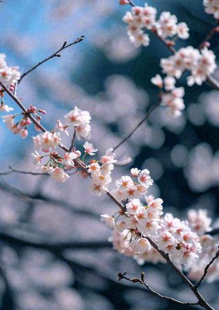 冬天浪漫白色花朵枝叶，冬季植物大雪小雪冬至新春摄影图
