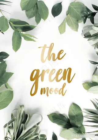 植物树枝树叶插画