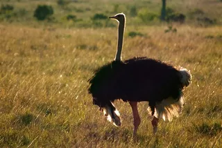 黄色草地上的驼鸟