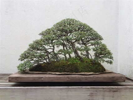 绿色植物盆景图片