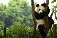 爬到树上的可爱熊猫