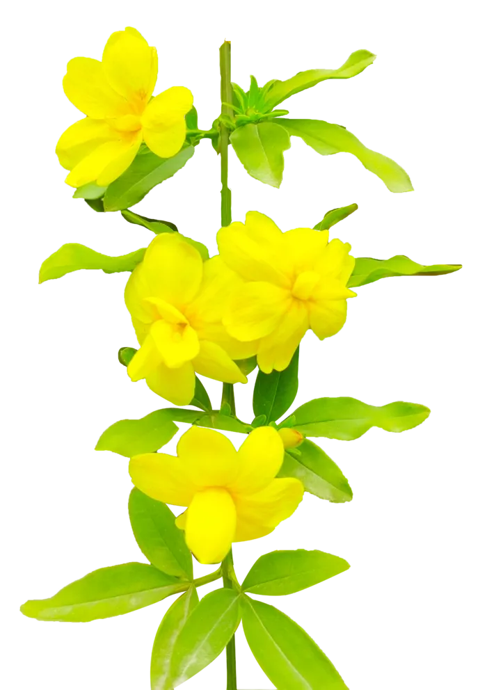 黄色迎春花