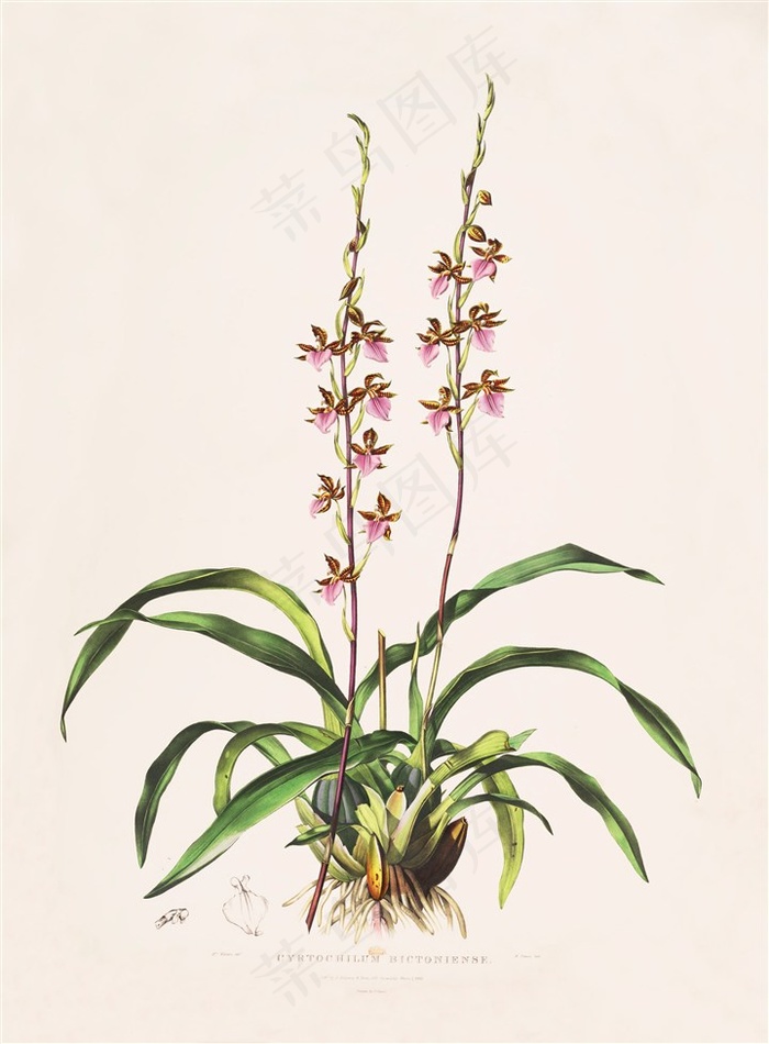 美丽的兰花手绘彩绘插画图片