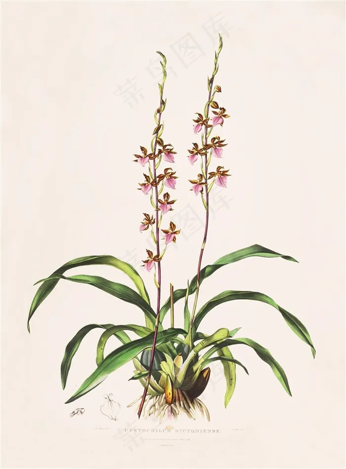 美丽的兰花手绘彩绘插画图片