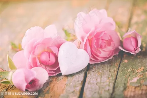 唯美桃心粉色玫瑰花图片