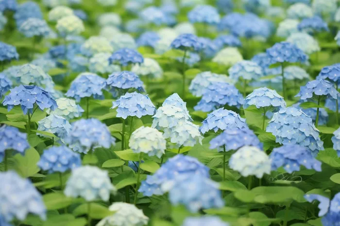 蓝白色绣球花海摄影图(4032x2688)