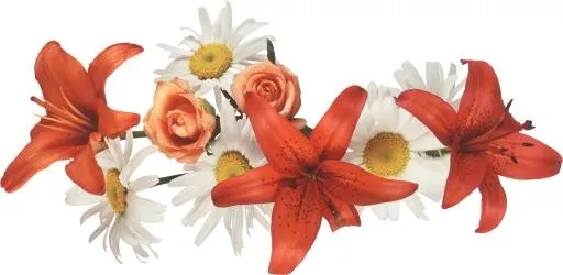 百合花免抠(5106x2497)