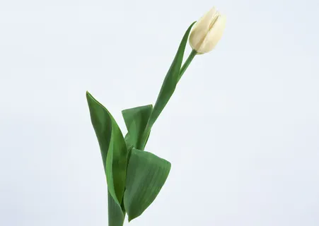 白花绿叶  白花绿叶
