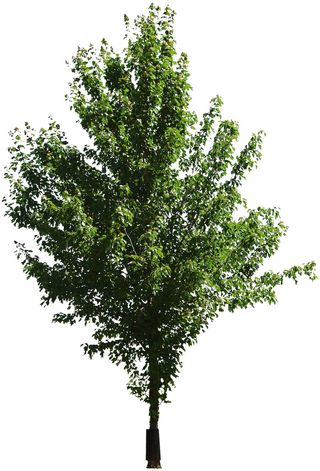 高清树木素材 免抠PSD植物素材 美术绘画园林贴图 树草灌木花草