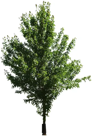 高清树木素材 免抠PSD植物素材 美术绘画园林贴图 树草灌木花草