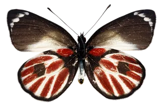 蝴蝶 彩蝶 花蝴蝶 动物 昆虫 免抠 (11)