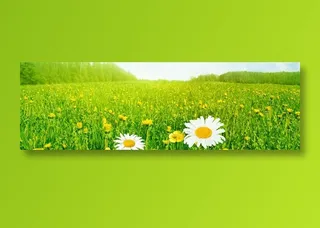 山野小花 青青草地 阳光和煦