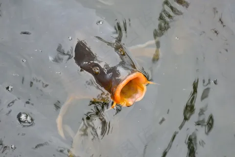 张着嘴的锦鲤鱼图片 张着嘴的锦鲤鱼图片