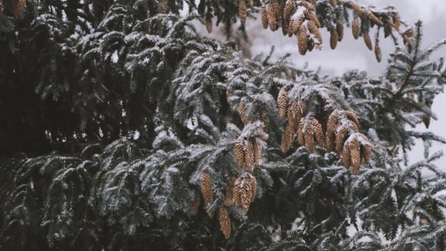 树, 雪, 雪花, 降雪, 自然, 冬天