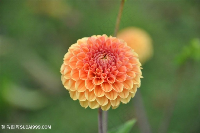 高清唯美大丽花鲜花图片