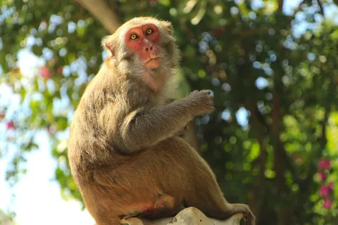 老猴子呆萌图片 老猴子呆萌图片
