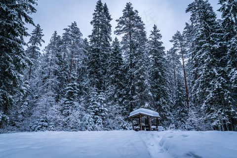晴天森林雪景图片唯美