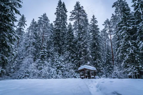 晴天森林雪景图片唯美 晴天森林雪景图片唯美