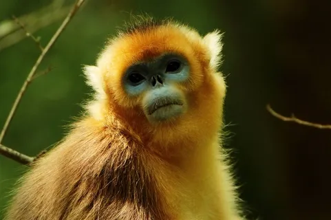 野生动物金丝猴大图 野生动物金丝猴大图