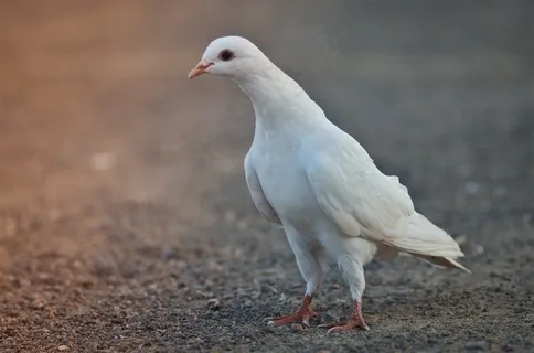 地上的鸽子摄影素材 地上的鸽子摄影素材
