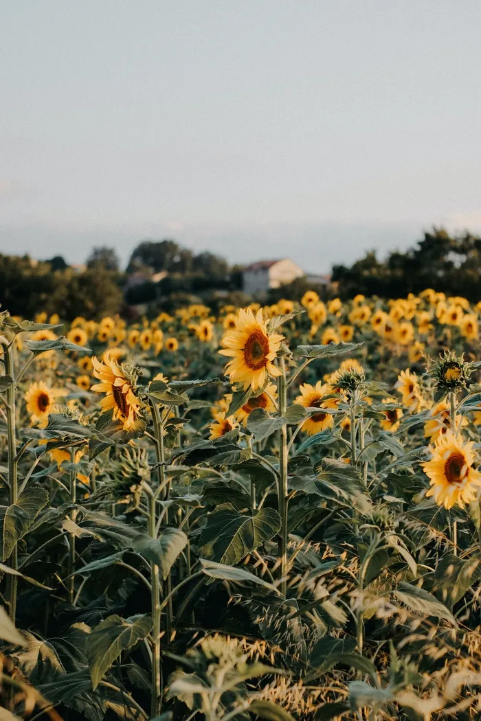 黄色向日葵摄影素材