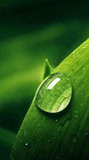 春天树叶草叶上晶莹剔透的水珠，雨水摄影图