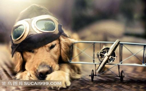 戴着眼镜帽的狗狗图片