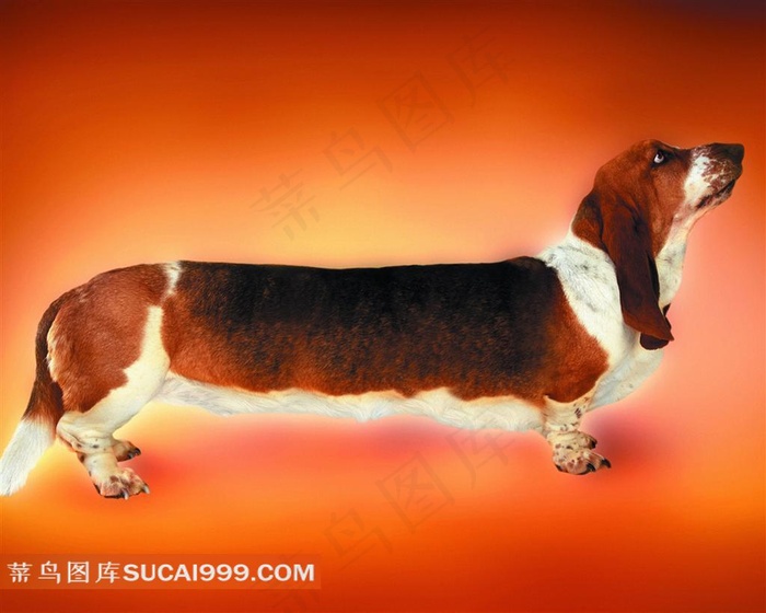 创意狗狗摄影素材