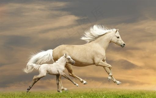 跟妈妈一起奔跑的小马驹骏马图片 跟妈妈一起奔跑的小马驹骏马图片