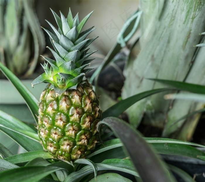 菠萝图片下载