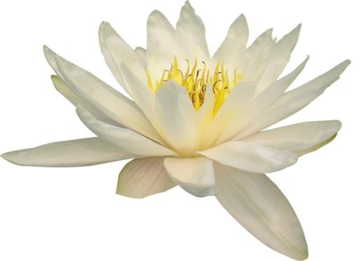 莲花 PNG免抠(600x438)