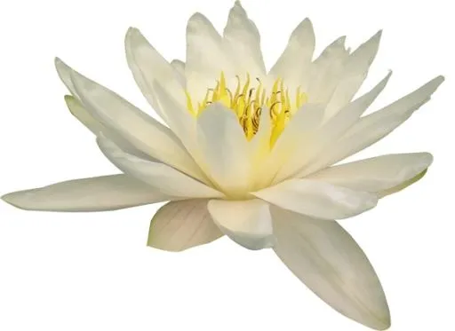 莲花 PNG免抠(600x438)