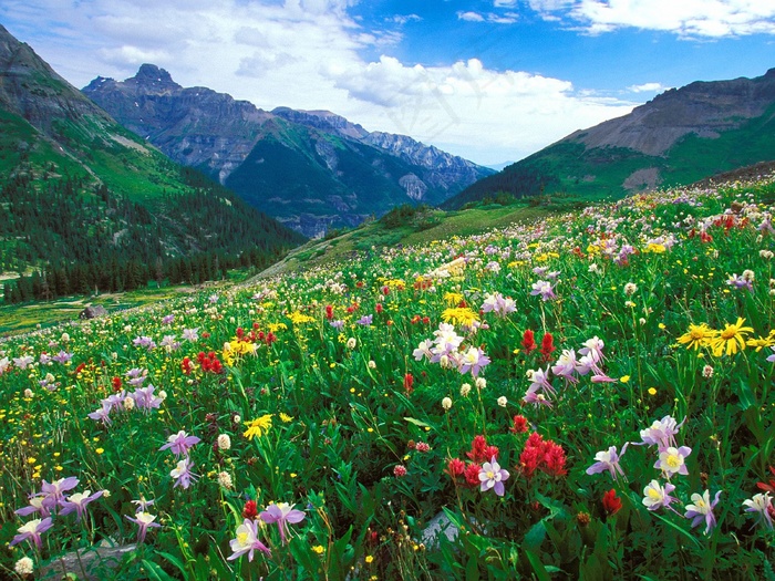 大山高原上的花