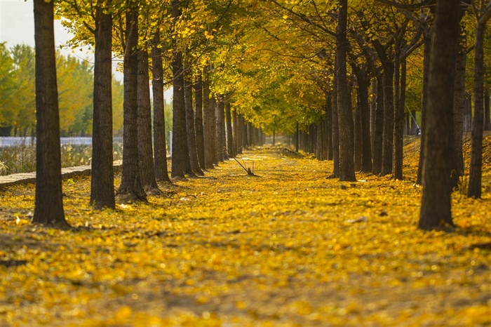 秋天的银杏红叶