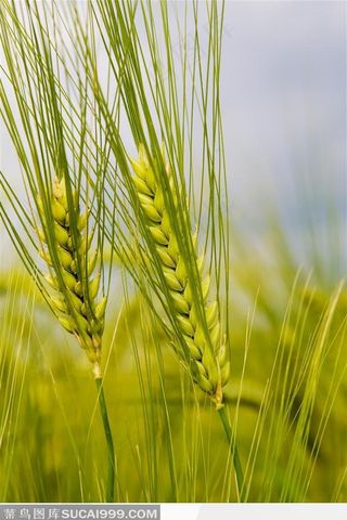 青色的小麦麦穗