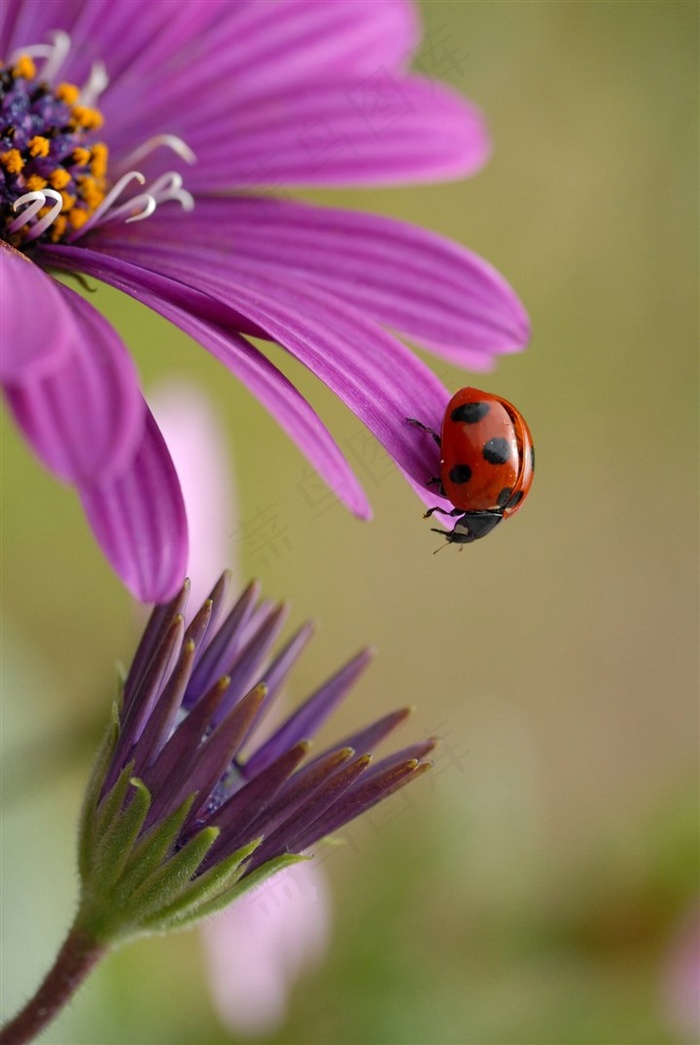 高清唯美瓢虫鲜花图片
