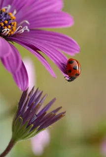 高清唯美瓢虫鲜花图片