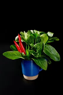 火锅菜品配菜菠菜蔬菜