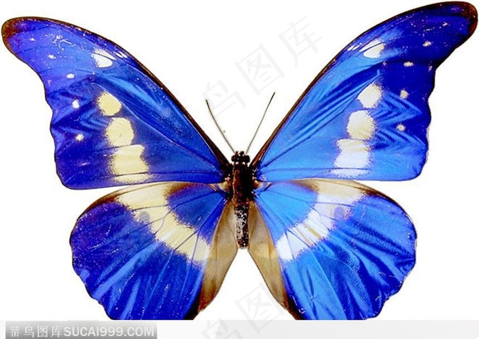 蝴蝶标本（蓝色蝴蝶）