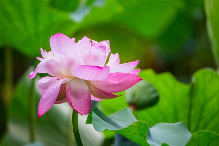 大雨过后清新的荷花
