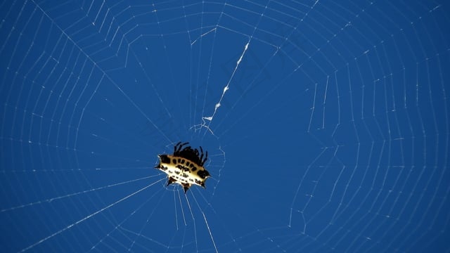 宏, 昆虫, 蜘蛛, , 哥伦比亚