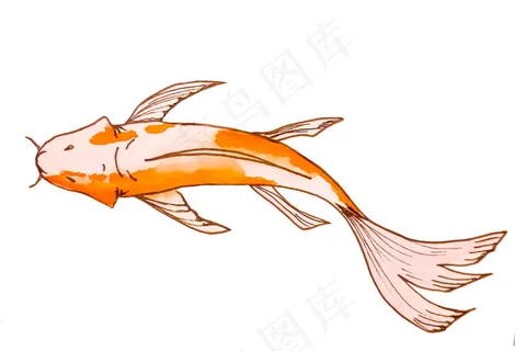 鲤鱼水彩画图片