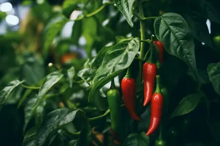 成堆的新鲜蔬菜瓜果摄影图